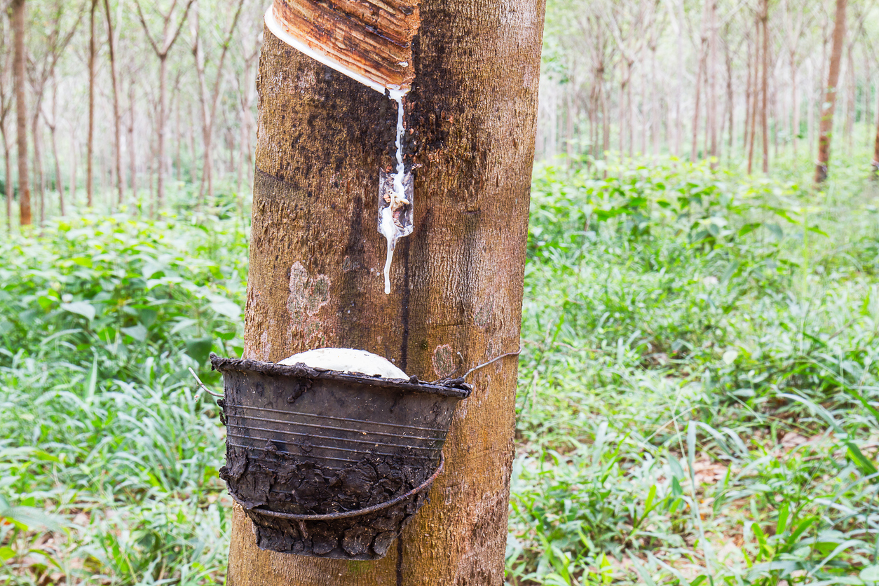 natural-rubber-harvesting-in-thailand-the-tires-easy-blog