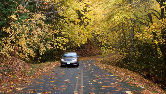 A car driving on a wet, leaf-covered road during autumn. Navigating these slippery and unpredictable fall conditions highlights the importance of choosing the right rubber compound when comparing All-Weather vs. All-Season tires before temperatures drop.